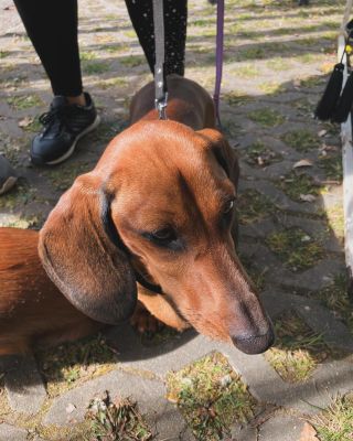 Was hast Du für mich?😋🥓 #dackel #dackelliebe