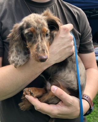 Another day at Dog show with our little friends❤️ #dog #hund #dachshund #dackel #sausagedog