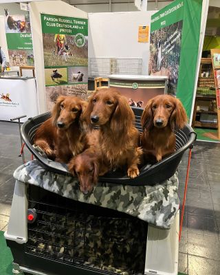 Guten Morgen #dachshund #sausagedog #jezevcik #jagddackel #jagdundhund #jagd #dog #doglover #doglovers